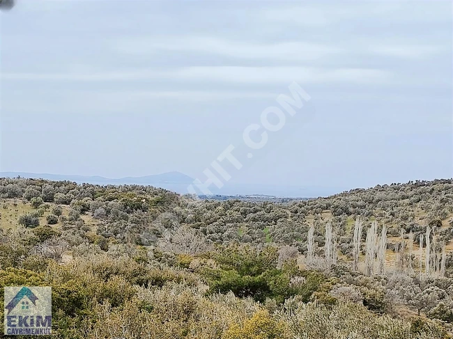 Land for Olive Cultivation for Sale, Overlooking the Strait, in the Village of EZİNE KEMALLI