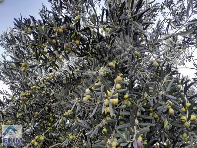 Land for Olive Cultivation for Sale, Overlooking the Strait, in the Village of EZİNE KEMALLI