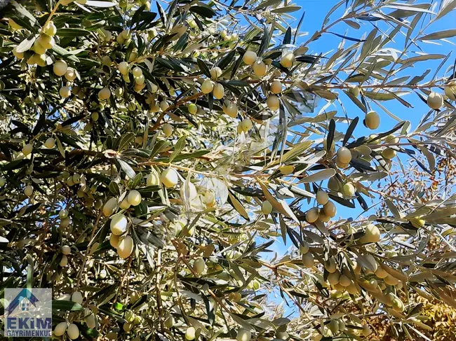 Olive and Walnut Garden for Sale, covering an area of 15,435 square meters, in the village of EZINE KEMALLI.