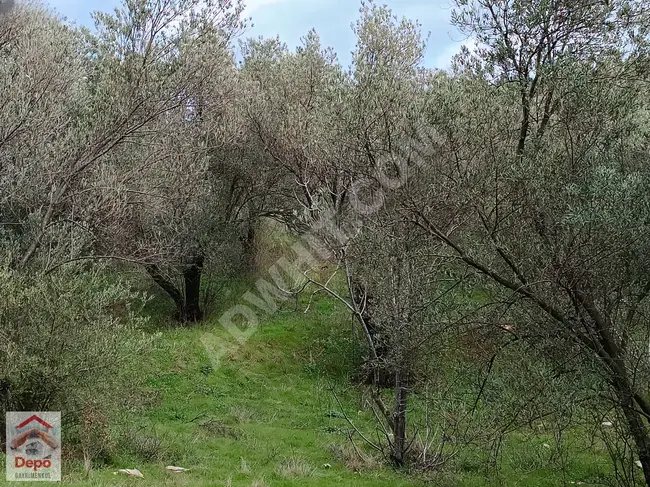 في جوهرة تركيا Assos   بستان زيتون للبيع