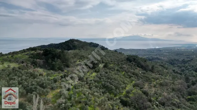 في جوهرة تركيا Assos   بستان زيتون للبيع