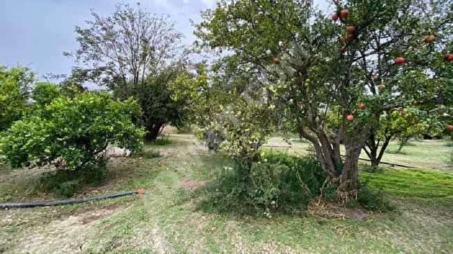 A plot of land for sale with orchards and olive trees located in the İzmir Menemen area.