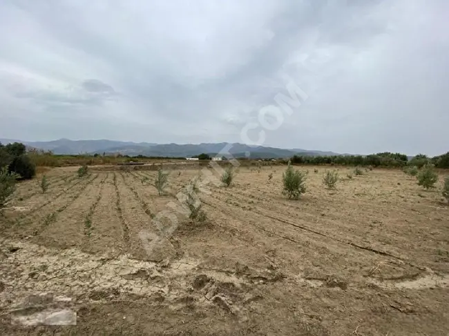 A plot of land for sale with orchards and olive trees located in the İzmir Menemen area.