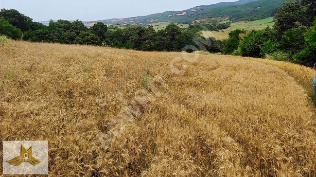 TEKİRDAĞ ŞARKÖY PALAMUT MAH. 5578 M2 TARLA KÖYE 700 METRE MESAFE