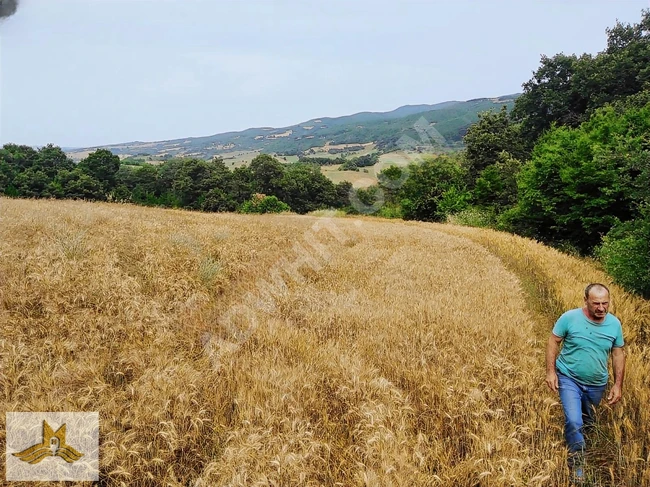 TEKİRDAĞ ŞARKÖY PALAMUT MAH. 5578 M2 TARLA KÖYE 700 METRE MESAFE