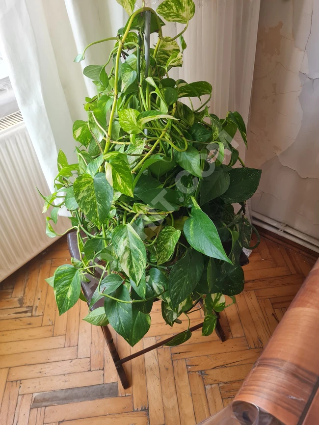 Plant for sale