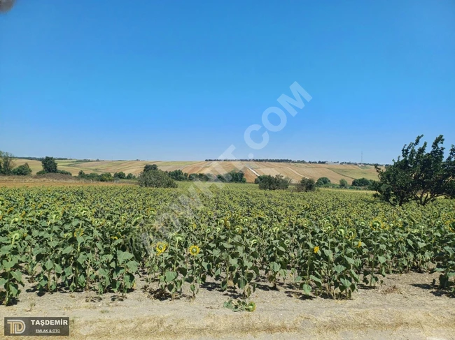 A single-deed agricultural land for sale in Silivri Canta.