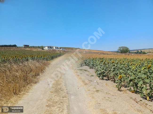 A single-deed agricultural land for sale in Silivri Canta.