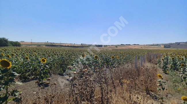 A single-deed agricultural land for sale in Silivri Canta.