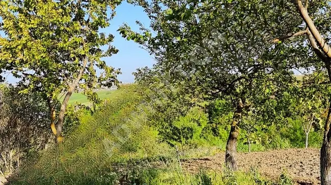 بستان مستقل للايجار  في قرية Çilingir بمنطقة ARNAVUTKÖY