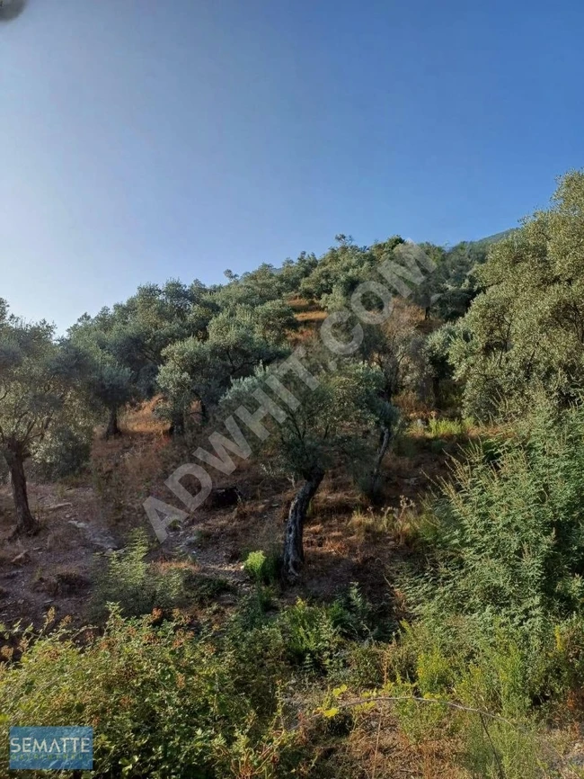 Plot of land for sale in KALABAK village in HAVRAN with an area of 4910 m²