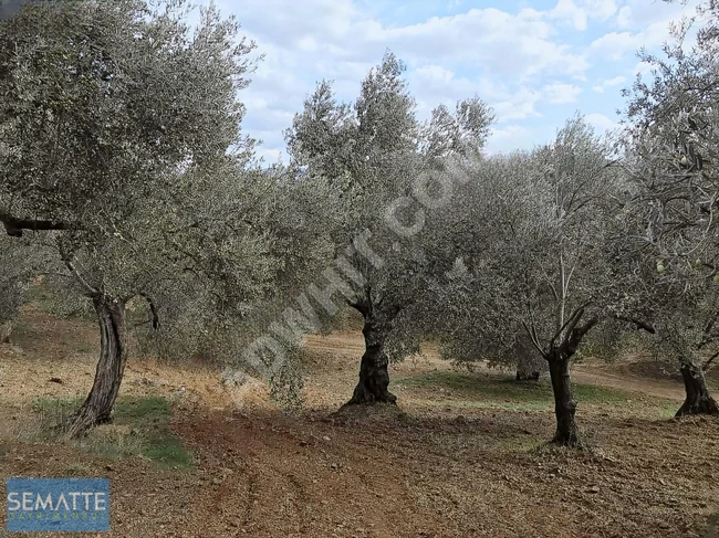 Olive land for sale in BALIKESİR HAVRAN