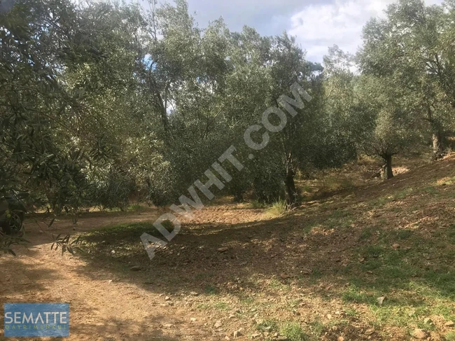 Olive land for sale in BALIKESİR HAVRAN