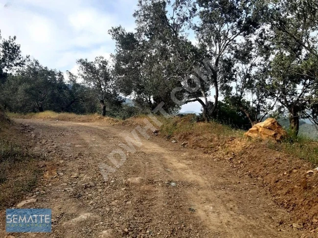 Land for sale with an area of 2095 square meters in the village of ZEYTİNLİ in the EDREMİT area, with a sea view