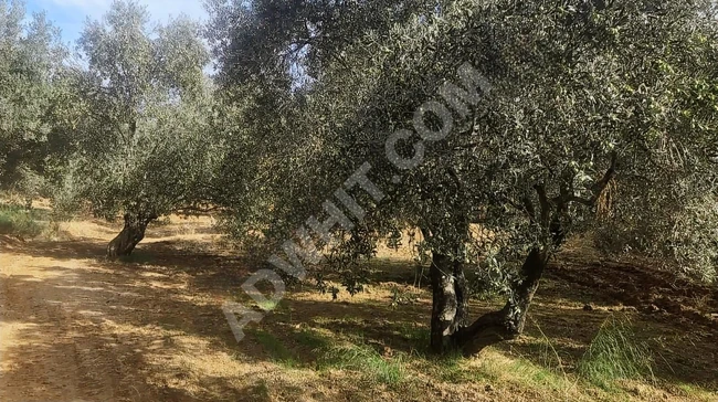 Olive land for sale in BALIKESİR HAVRAN