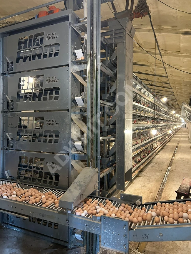 Chicken egg layer cages