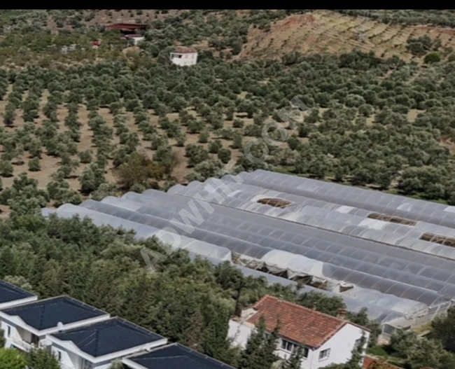 Land for sale in AYDIN, GÜMÜŞKÖY (includes a two-story house and olive-planted lands).