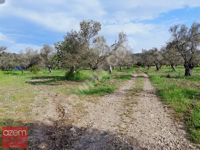 BALIKESİR GÖMEÇ KEREMKÖY'DE DENİZE YAKIN SATILIK İMARLI ARSA