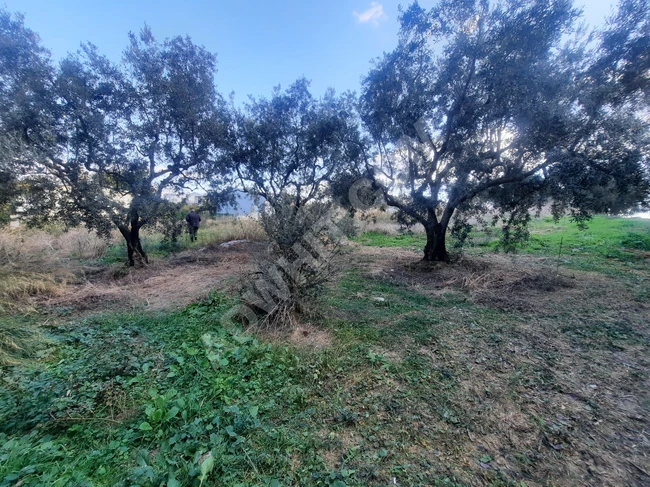 A piece of land measuring 137 square meters for summer use or as a hobby garden in Bursa Mudanya Mesudiye.