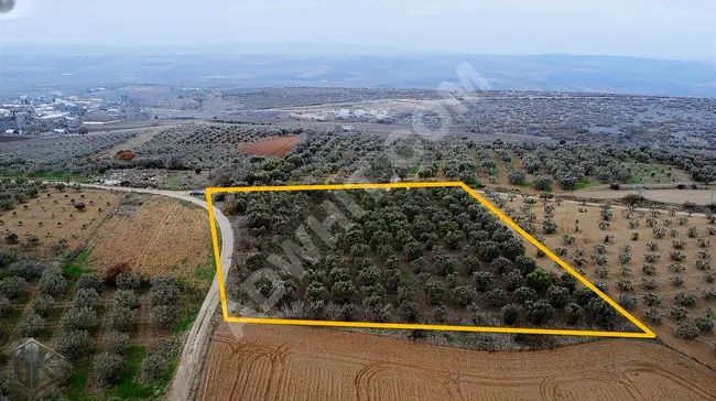 An olive land covering an area of 5,150 square meters in a great location next to the village.