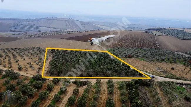 An olive land covering an area of 5,150 square meters in a great location next to the village.