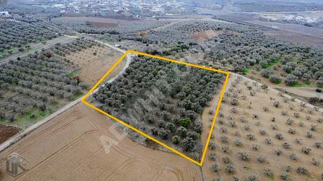 An olive land covering an area of 5,150 square meters in a great location next to the village.