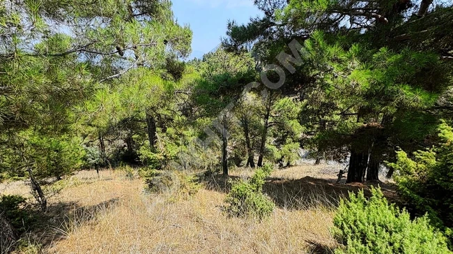 ارض زراعية للبيع بمساحة 6000 م2 في منطقة GÜZEL YAYLA KIZILBAĞ