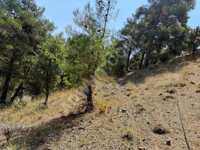 ارض زراعية للبيع بمساحة 6000 م2 في منطقة GÜZEL YAYLA KIZILBAĞ