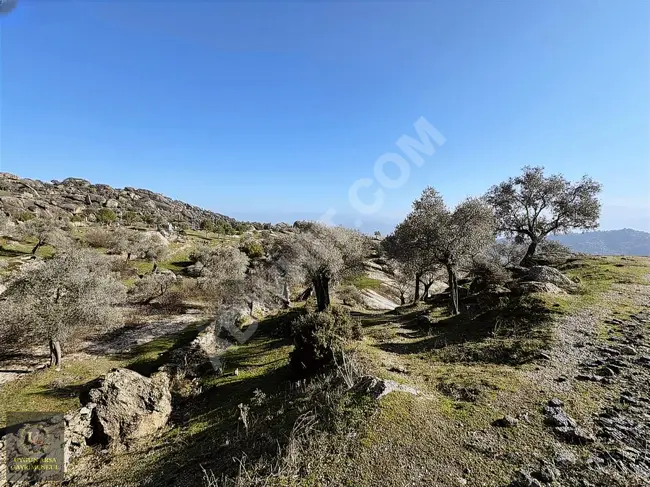 Olive farm with a frontage on the main road, covering an area of 21,050 square meters in the center of AYDIN KARPUZLU.