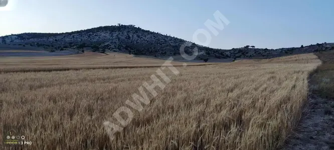 A suitable land plot with an area of 24,390 square meters in ESKIŞEHİR ALPU BUĞDÜZ.