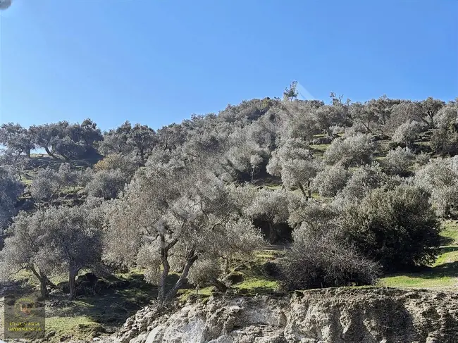 Olive farm with a frontage on the main road, covering an area of 21,050 square meters in the center of AYDIN KARPUZLU.