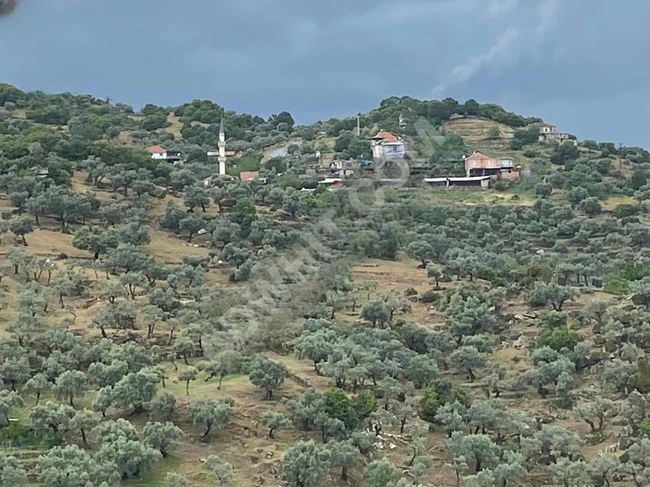 An olive farm with an area of 1830 m2 available for exchange with a car in AYDIN KARPUZLU ŞENKÖY