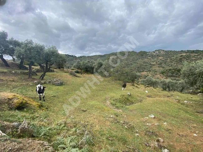 An olive farm with an area of 1830 m2 available for exchange with a car in AYDIN KARPUZLU ŞENKÖY