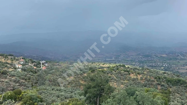 An olive farm with an area of 1830 m2 available for exchange with a car in AYDIN KARPUZLU ŞENKÖY