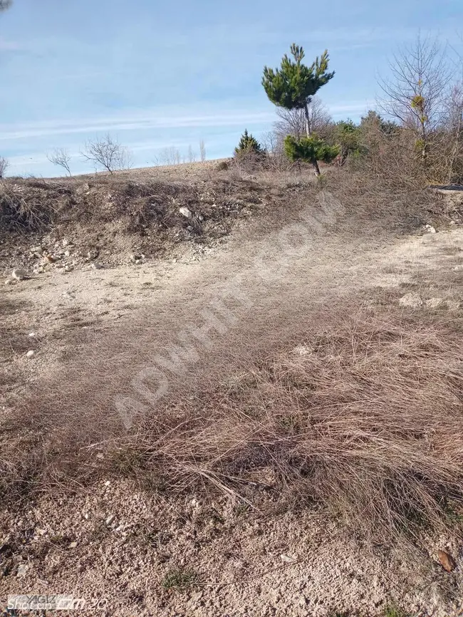 Agricultural land for sale in SAKARYA TARAKLI AKÇPNR from YAĞIZ YAPI REAL ESTATE.