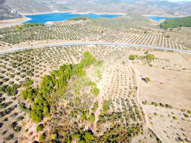 Land for sale covering an area of 11,535 dunams of olive groves