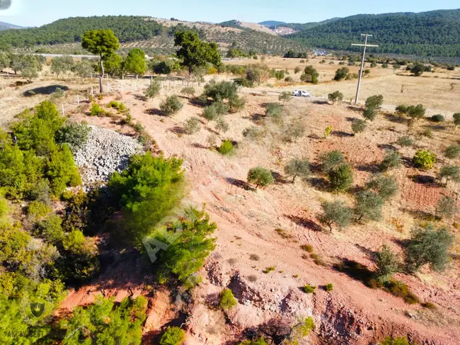 Land for sale covering an area of 11,535 dunams of olive groves