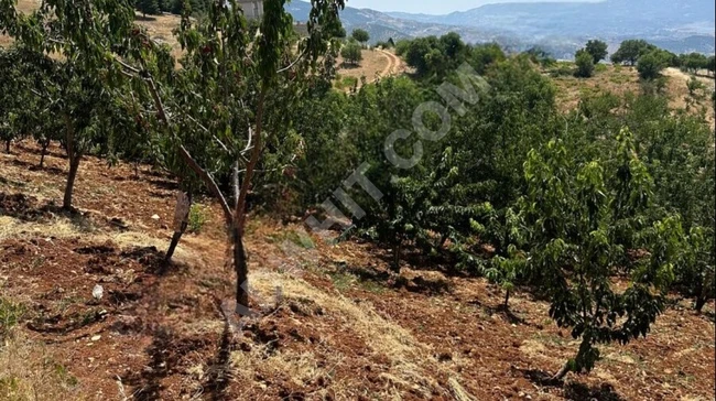 A cherry orchard with an area of 1980 square meters in the Ayaklıcaoluk area, registered with a single title deed.