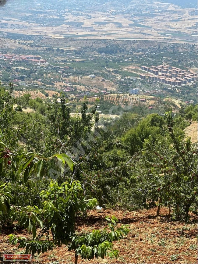 A cherry orchard with an area of 1980 square meters in the Ayaklıcaoluk area, registered with a single title deed.