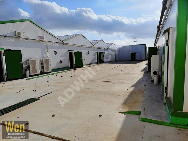 Mushroom and Chicken Production Farm Ready for Rent in the ÇATALCA Area