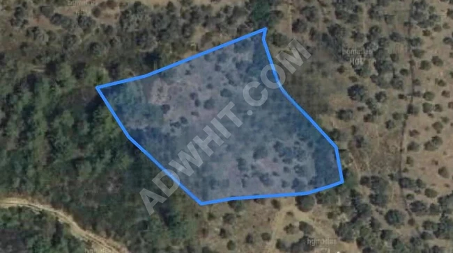 Olive Farm for Sale in MUĞLA MİLAS KILAVUZ