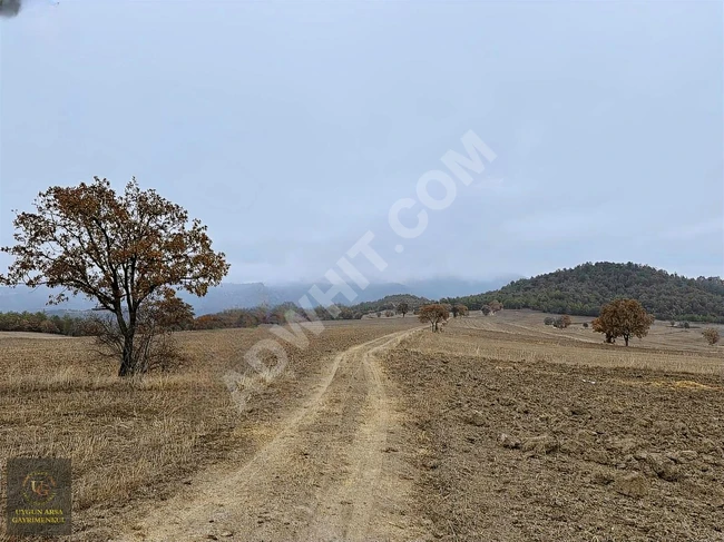 Land for sale with an area of 4,921 square meters in BOLU GÖYNÜK KARAARDIÇ