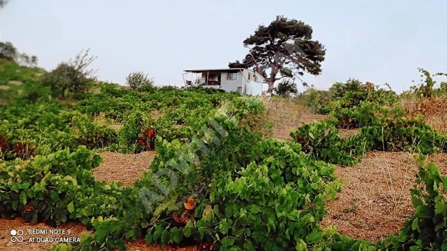 A vineyard in the village of Kavacık contains a house.