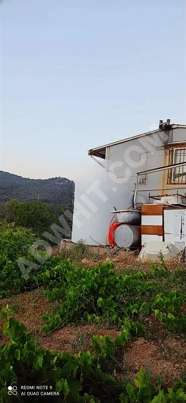 A vineyard in the village of Kavacık contains a house.