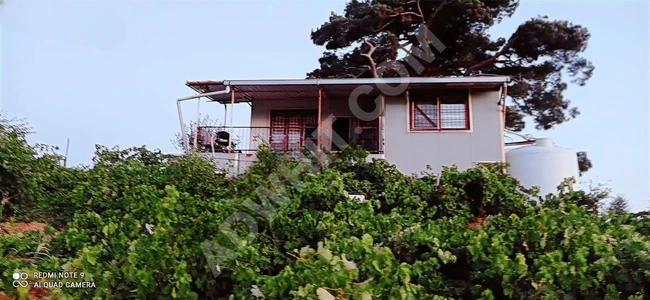 A vineyard in the village of Kavacık contains a house.