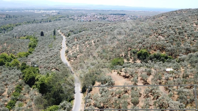 A plot of land on the asphalt road measuring one donum, planted with olive trees in Pinarbaşı.