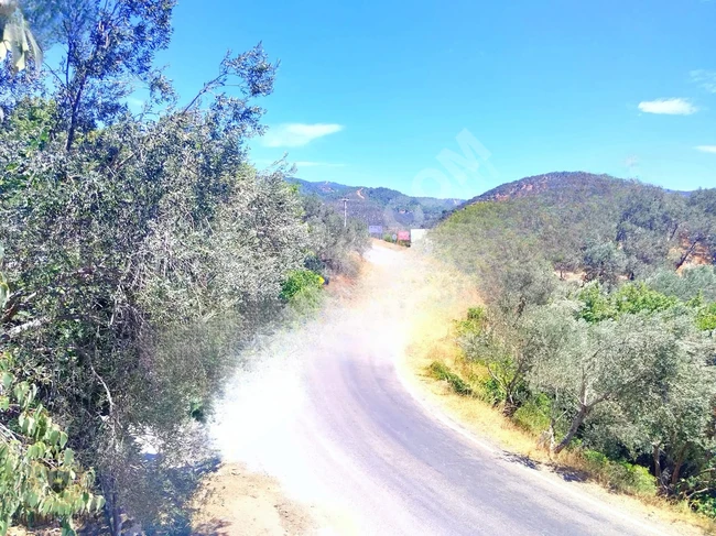 A plot of land on the asphalt road measuring one donum, planted with olive trees in Pinarbaşı.