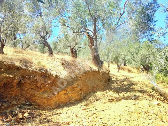 A plot of land on the asphalt road measuring one donum, planted with olive trees in Pinarbaşı.