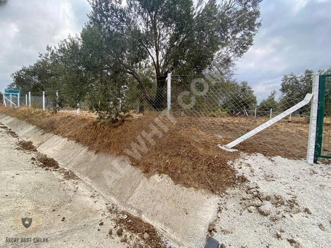 An olive farm with an area of 652 square meters facing the main road in HAVRAN.