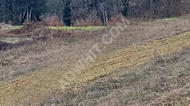 أرض بسعر مغري في  Sakarya / Geyve